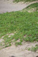 Ipomoea pes-caprae brasiliensis