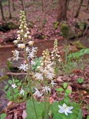 Tiarella cordifolia