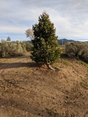 Calocedrus decurrens