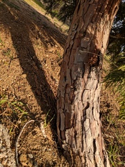 Calocedrus decurrens