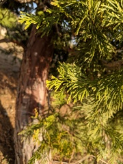 Calocedrus decurrens