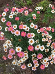 Argyranthemum frutescens