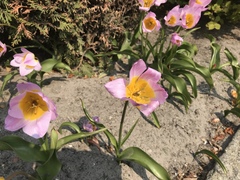 Tulipa saxatilis