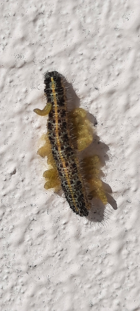 Cabbage White Parasitoid Wasp from Santa Joana, 3810, Portugal on ...