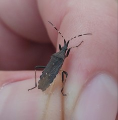 Dicranocephalus agilis