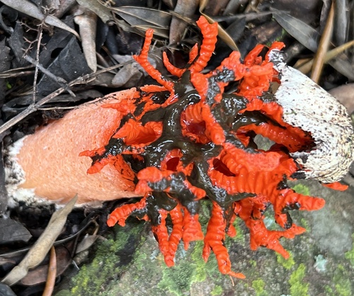 Coral Stinkhorn