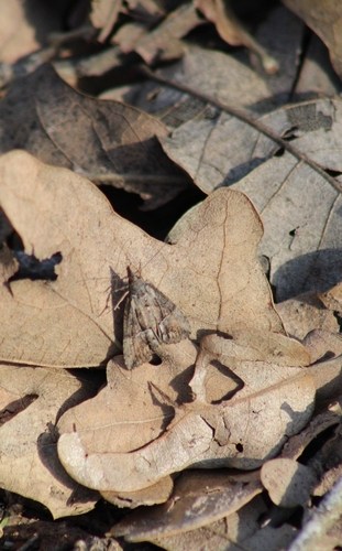 Green Cloverworm Moth photo 5