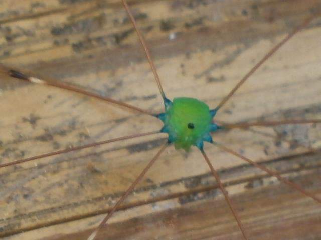 Zaleptus viridis