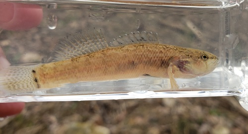 Etheostoma crossopterum Braasch & Mayden, 1985