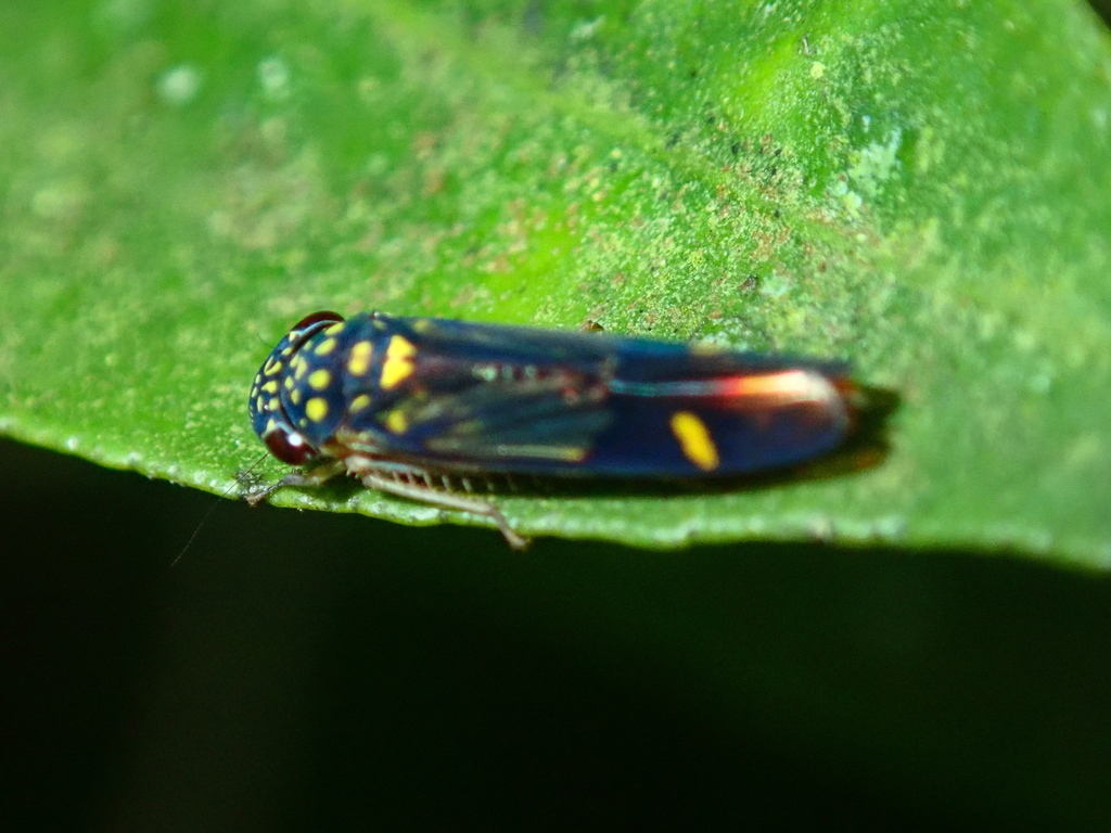 Dilobopterus dispar