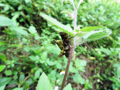 Xenocatantops brachycerus