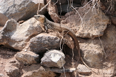Gallotia stehlini