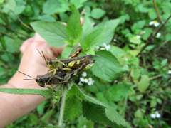 Xenocatantops brachycerus