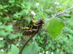 Xenocatantops brachycerus