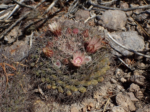 Mammillaria johnstonii