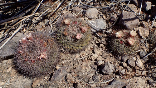 Mammillaria johnstonii