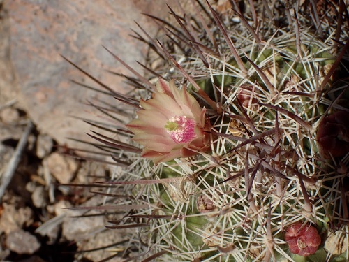 Mammillaria johnstonii