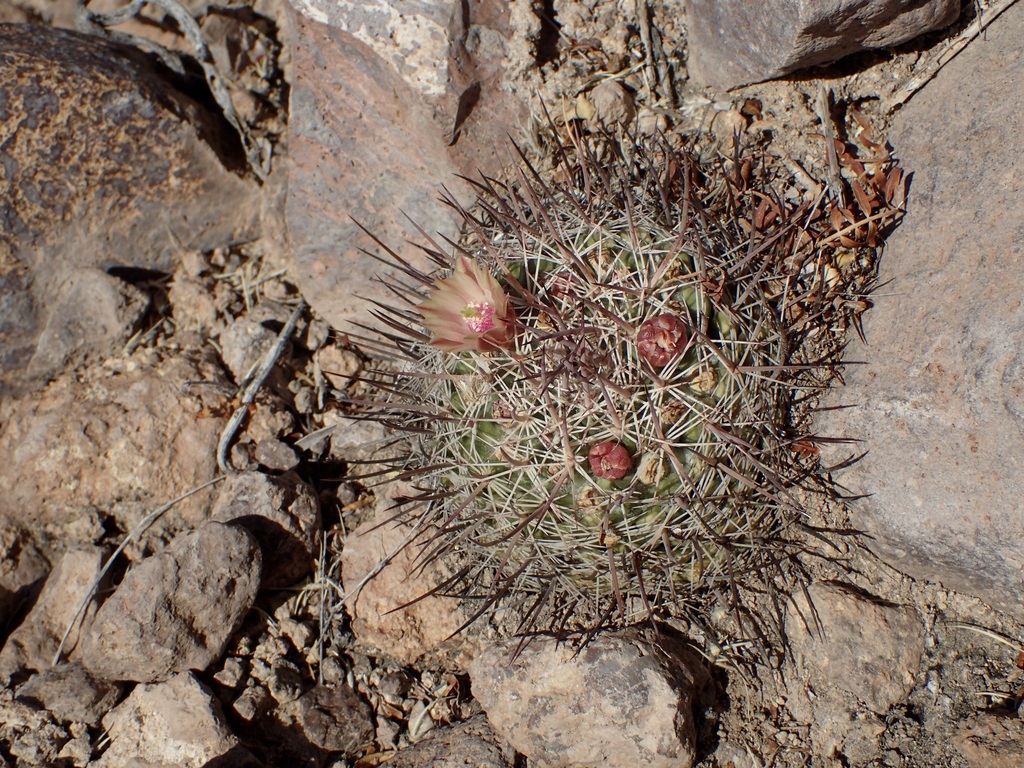 Mammillaria johnstonii, Guaymas, MX-SO, MX