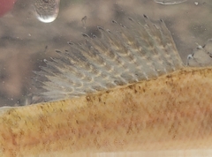 Etheostoma crossopterum