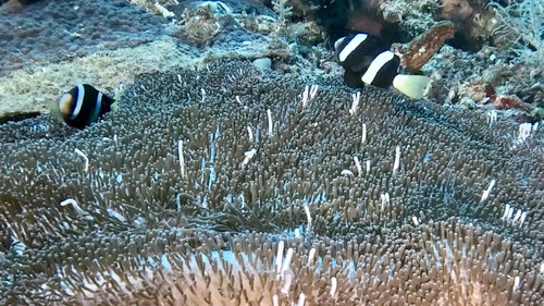 Clark's Anemonefish — seen at this dive site
