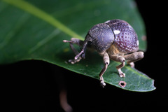 Salcus quadripunctatus
