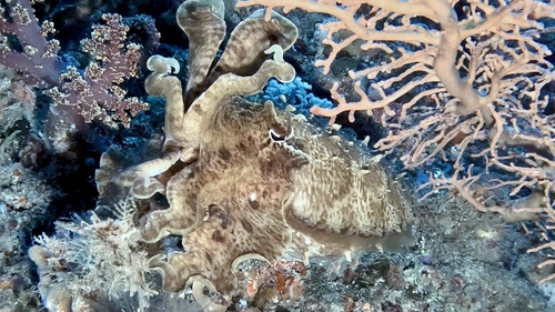 Broadclub Cuttlefish — seen at this dive site