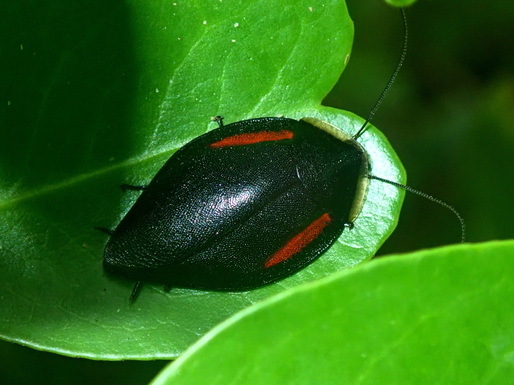 Phoraspis brachytaenia
