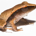 Red-eyed Masked Litter Frog - Photo (c) Brian Gratwicke, some rights reserved (CC BY)