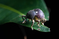 Salcus quadripunctatus