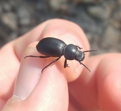 Tentyria discicollis