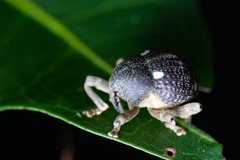 Salcus quadripunctatus