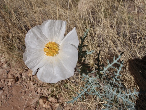 Southwestern pricklypoppy (Argemone pleiacantha)