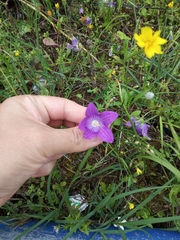 Campanula ramosissima