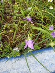 Campanula ramosissima