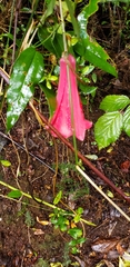 Lapageria rosea