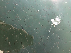 Ambassis jacksoniensis