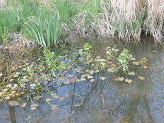 Ranunculus sceleratus