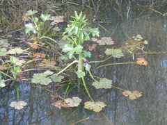 Ranunculus sceleratus
