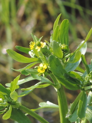 Ranunculus sceleratus