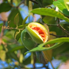 Tabernaemontana alba