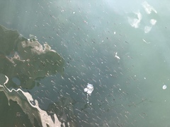 Ambassis jacksoniensis