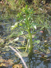 Ranunculus sceleratus