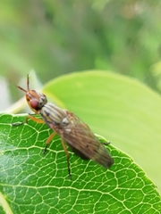 Dorycera graminum