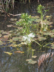 Ranunculus sceleratus