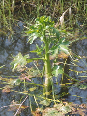 Ranunculus sceleratus