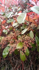 Photinia × fraseri