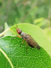 Dorycera graminum