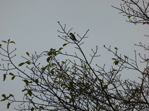 Anthreptes longuemarei