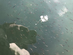 Ambassis jacksoniensis