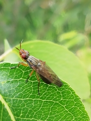 Dorycera graminum